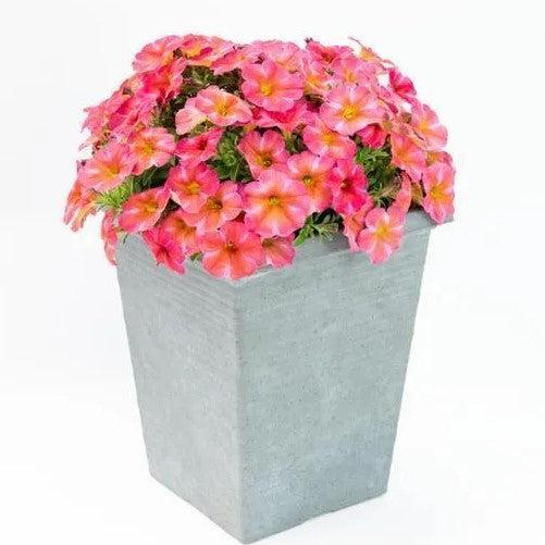 Petchoa 'SAKPXC043' ~ SuperCal® Premium Coral Star Petchoa-ServeScape
