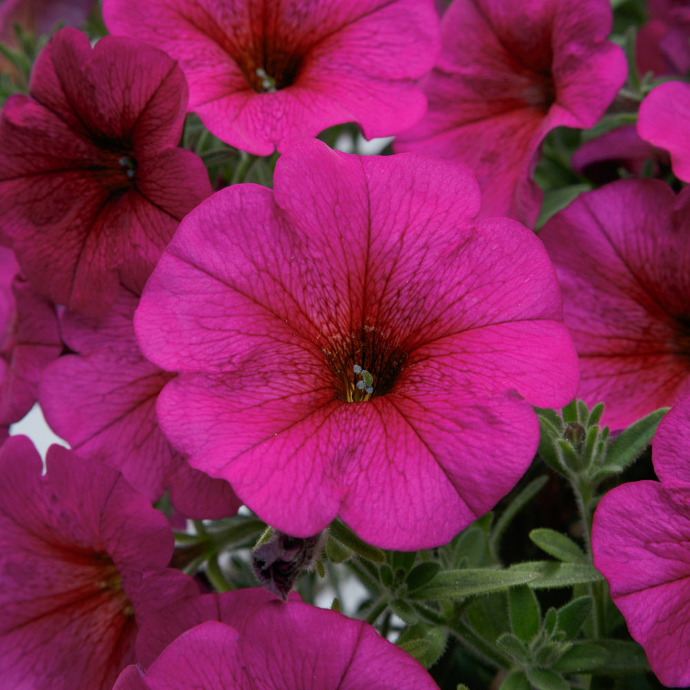 Petchoa 'SAKPXC030' ~ SuperCal® Premium Purple Dawn Petchoa-ServeScape