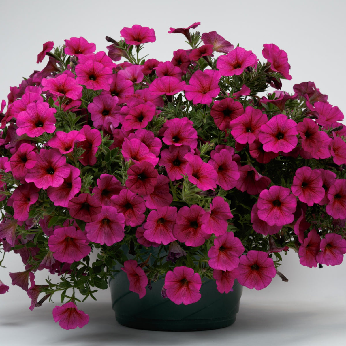 Petchoa 'SAKPXC030' ~ SuperCal® Premium Purple Dawn Petchoa-ServeScape