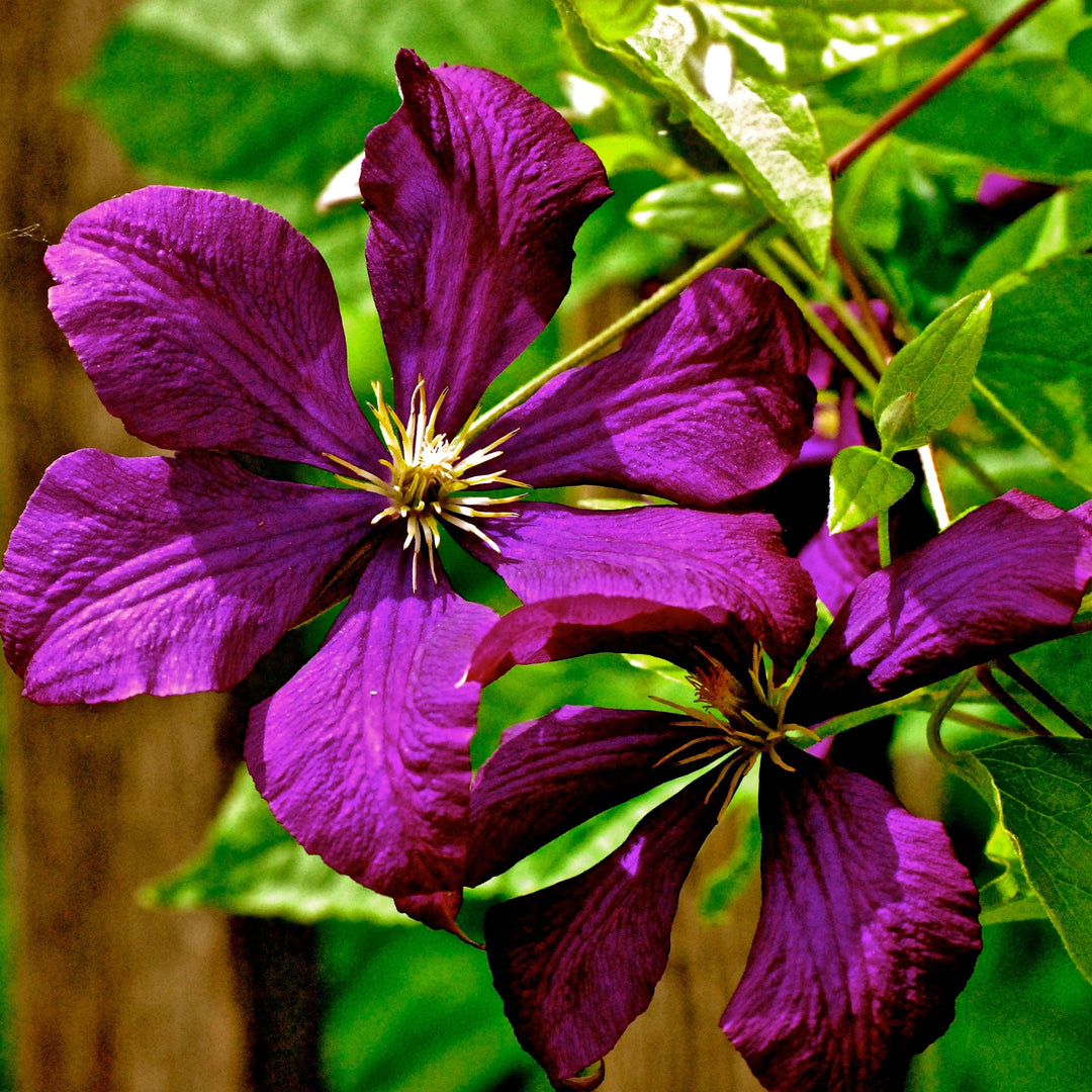 Clematis 'Jackmanii Superba' ~ Jackmanii Superba Clematis-ServeScape