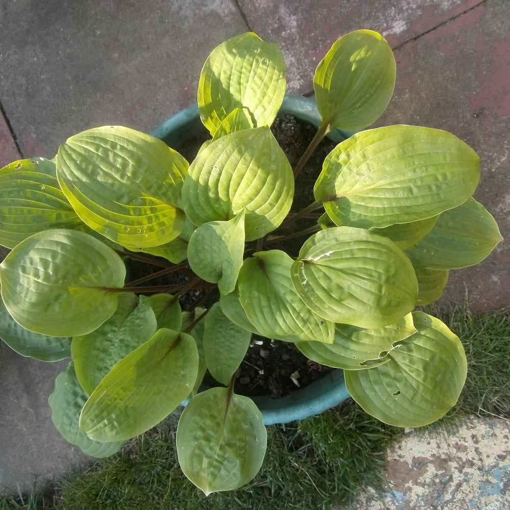 Hosta 'Maui Buttercups' ~ Maui Buttercups Hosta-ServeScape