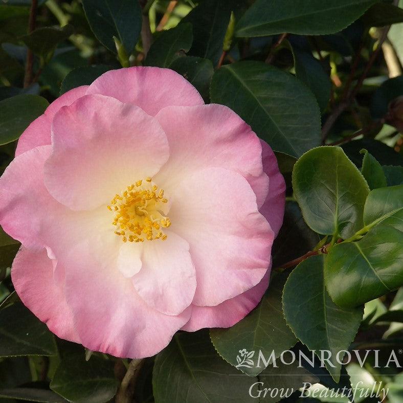 Camellia japonica 'April Remembered' ~ Monrovia® April Remembered Ice Angels® Camellia-ServeScape