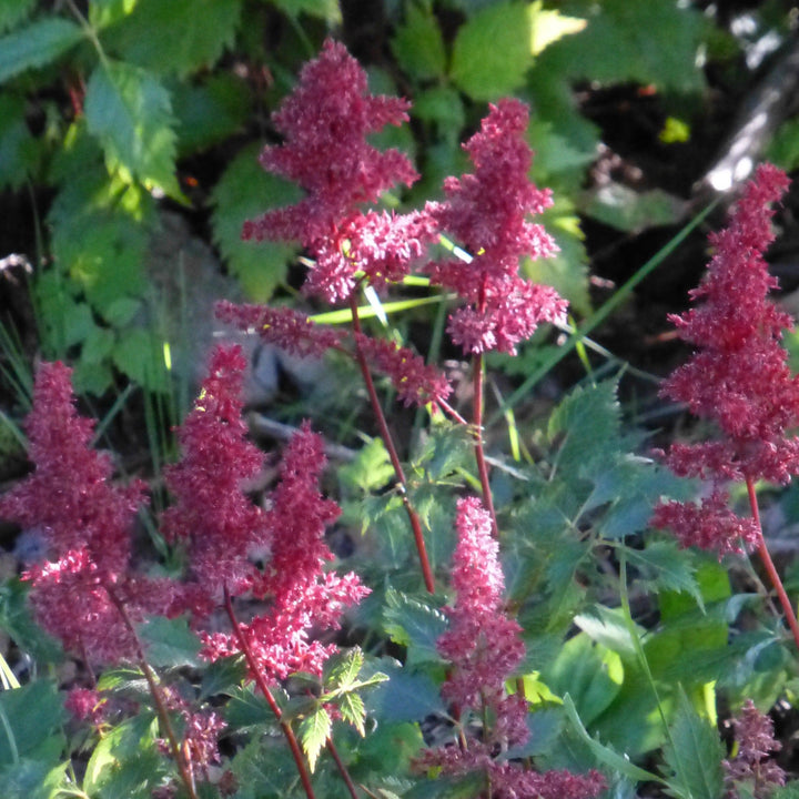 Astilbe chinensis 'Maggie Daley' ~ Maggie Daley Chinese Astilbe-ServeScape