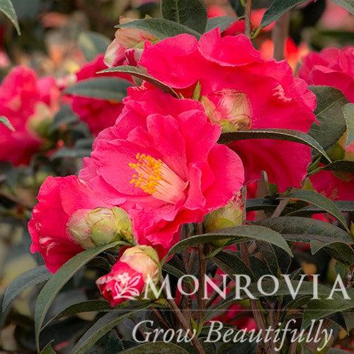 Camellia x williamsii 'Coral Delight ~ Monrovia® Coral Delight Camellia-ServeScape