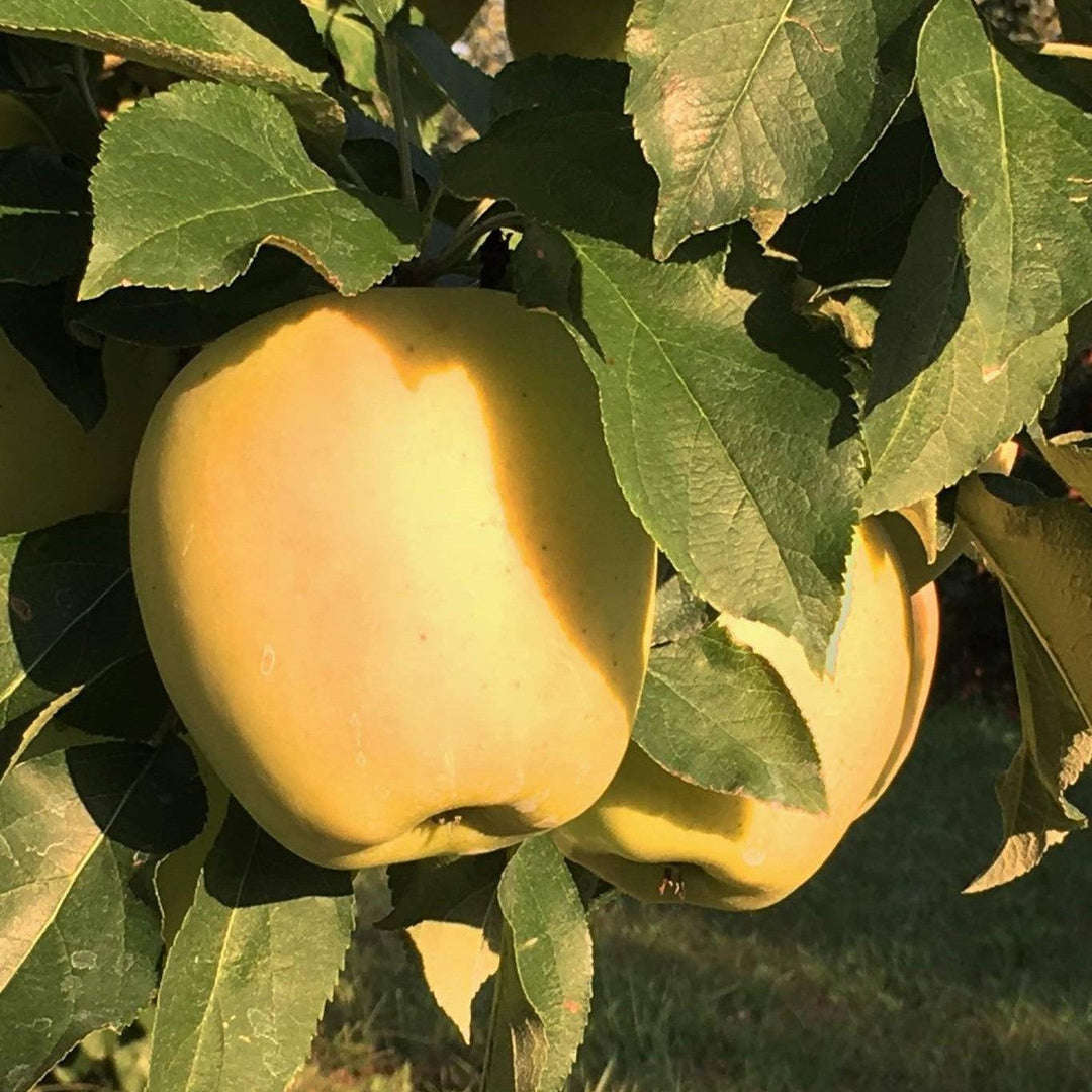 Malus domestica 'Candy Crisp' ~ CandyCrisp® Apple-ServeScape