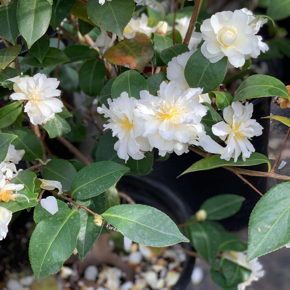 Camellia x 'Buttermint' ~ Buttermint Camellia-ServeScape