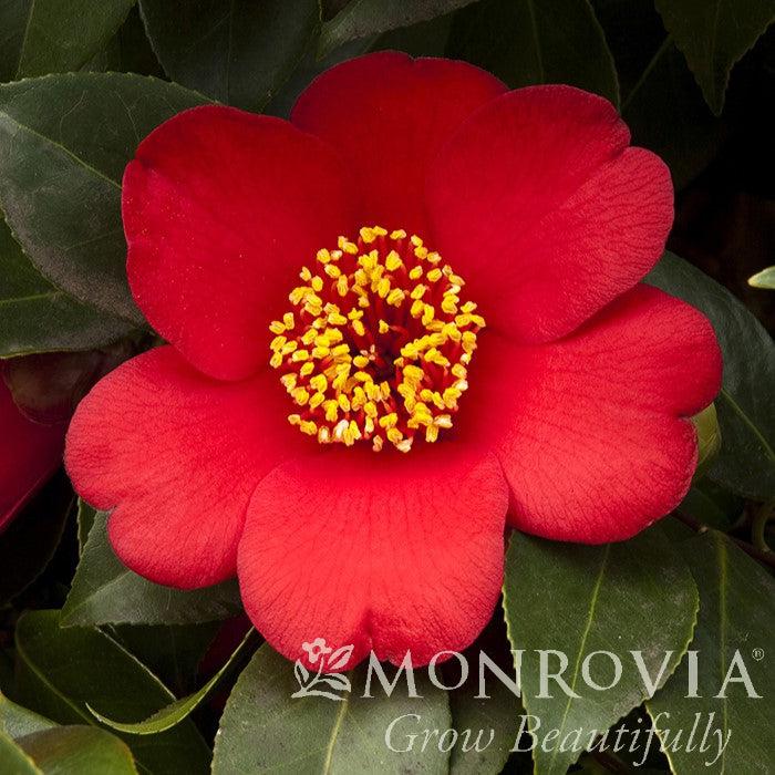 Camellia japonica 'Spring's Promise' ~ Monrovia® Spring's Promise Ice Angels® Camellia-ServeScape