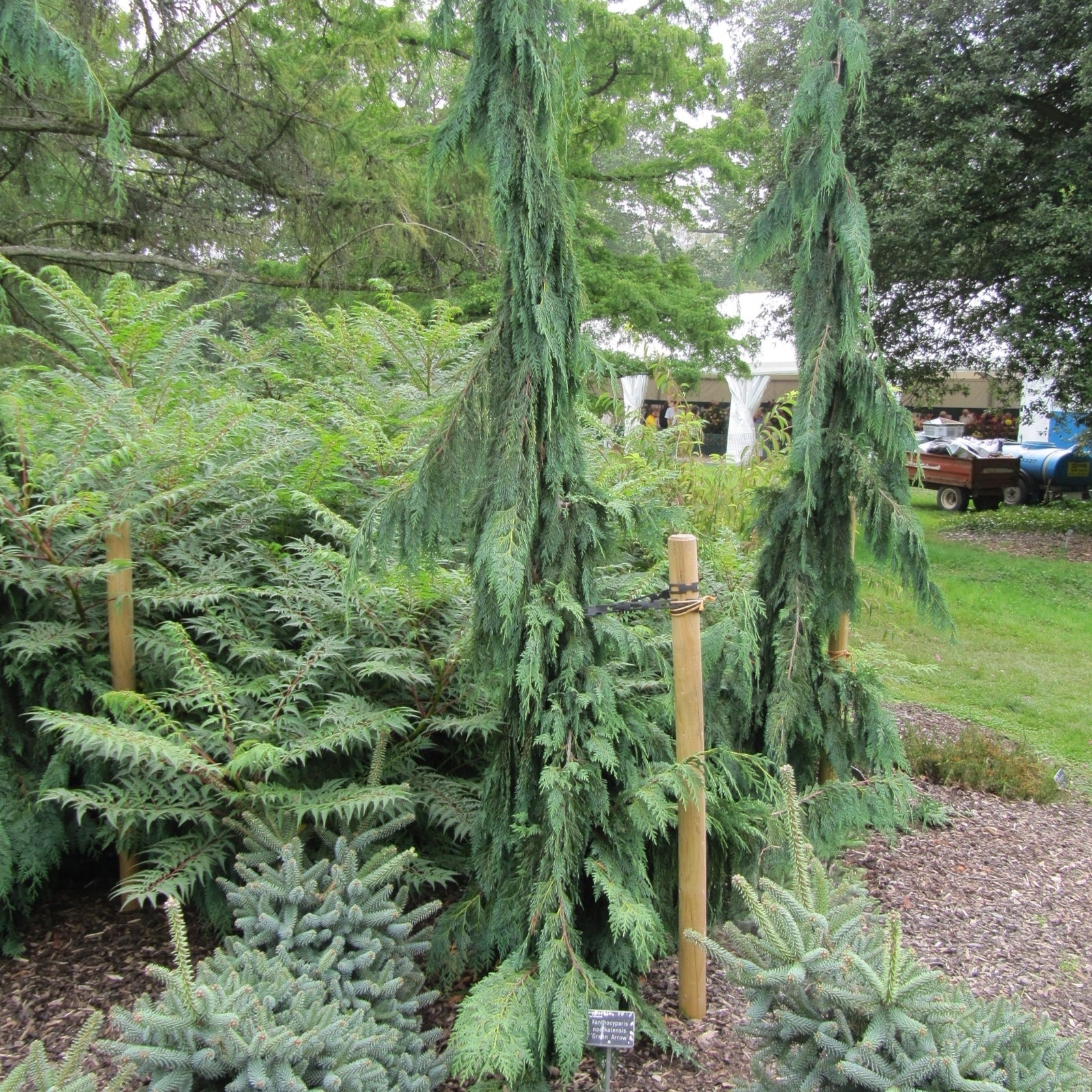 Chamaecyparis nootkatensis 'Green Arrow' ~ Green Arrow Alaska Cedar-ServeScape