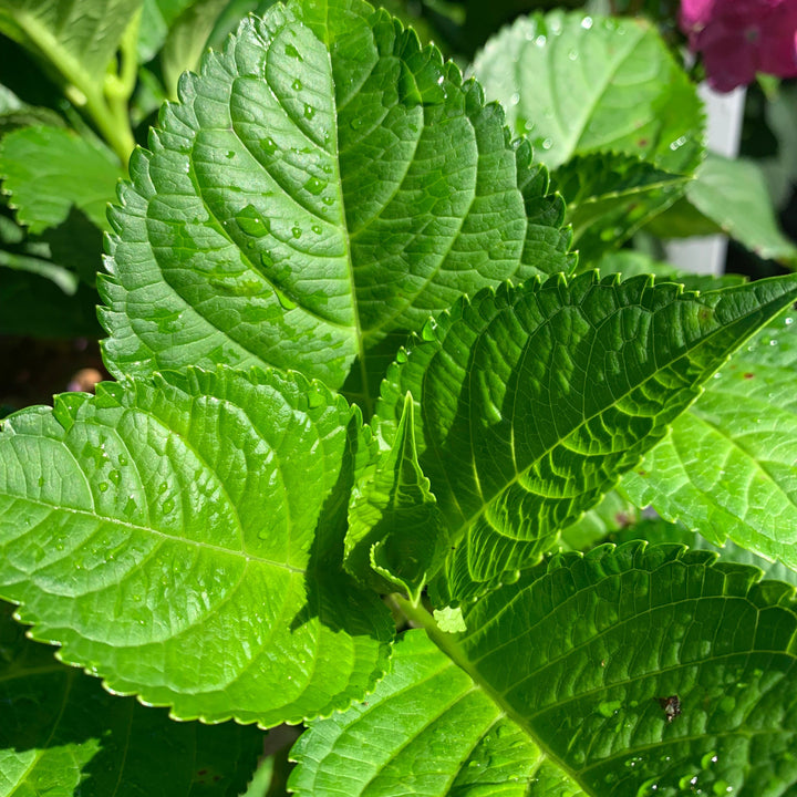 Hydrangea macrophylla 'Bailmacfive’ PP30,359 ~ Endless Summer® Summer Crush® Hydrangea-ServeScape