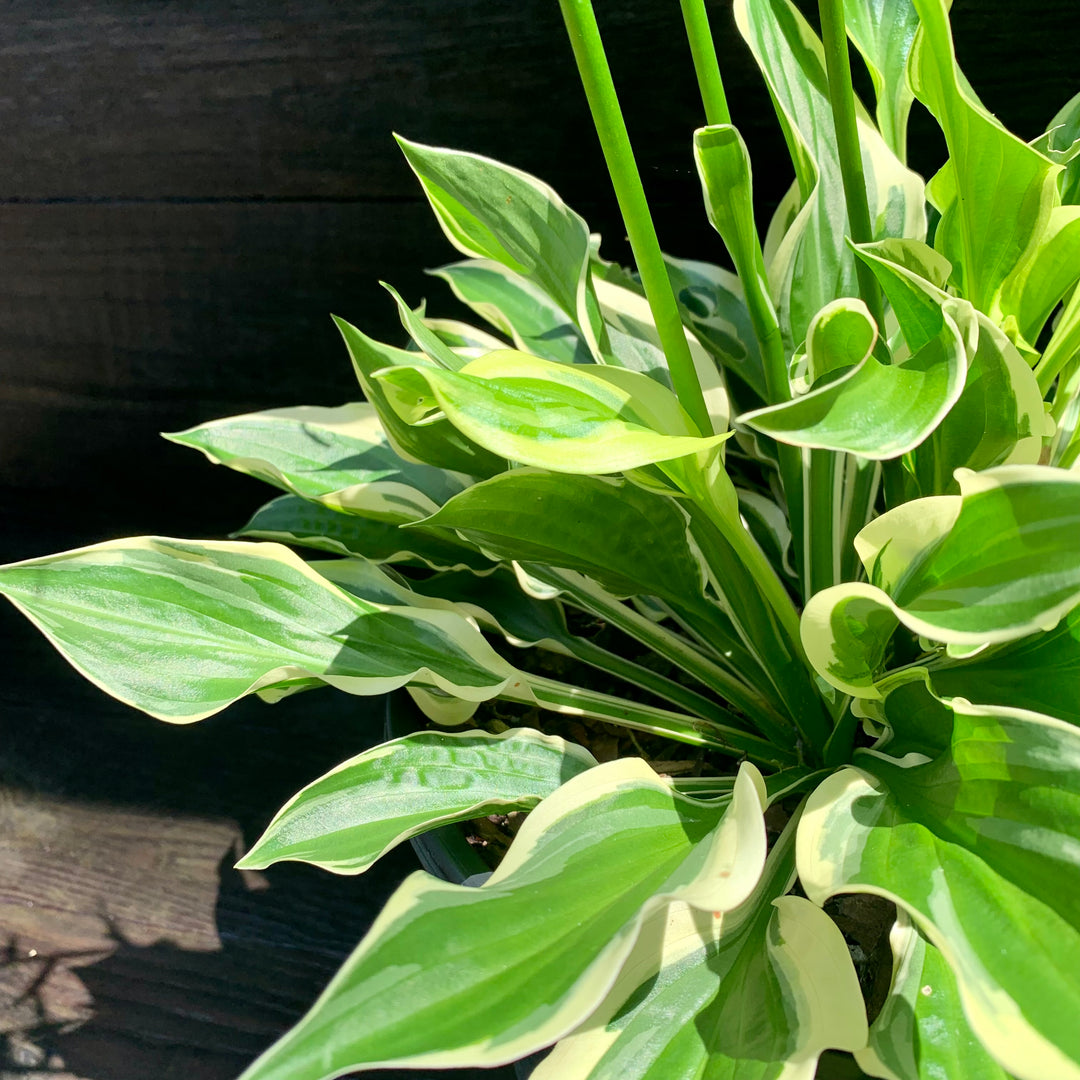 Hosta 'Sun Power' ~ Sun Hosta-ServeScape