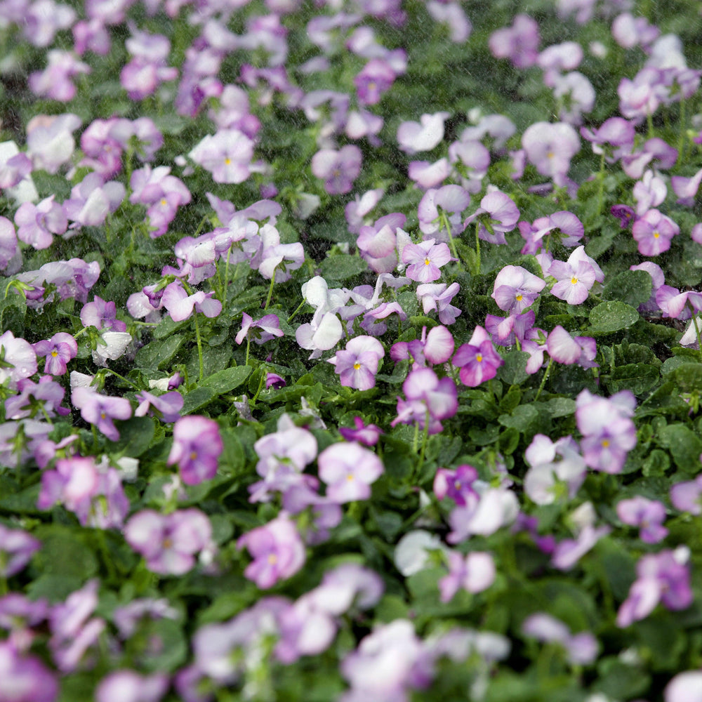 Viola cornuta 'PAS1059854' ~ Sorbet™ XP Lavender Pink Viola-ServeScape