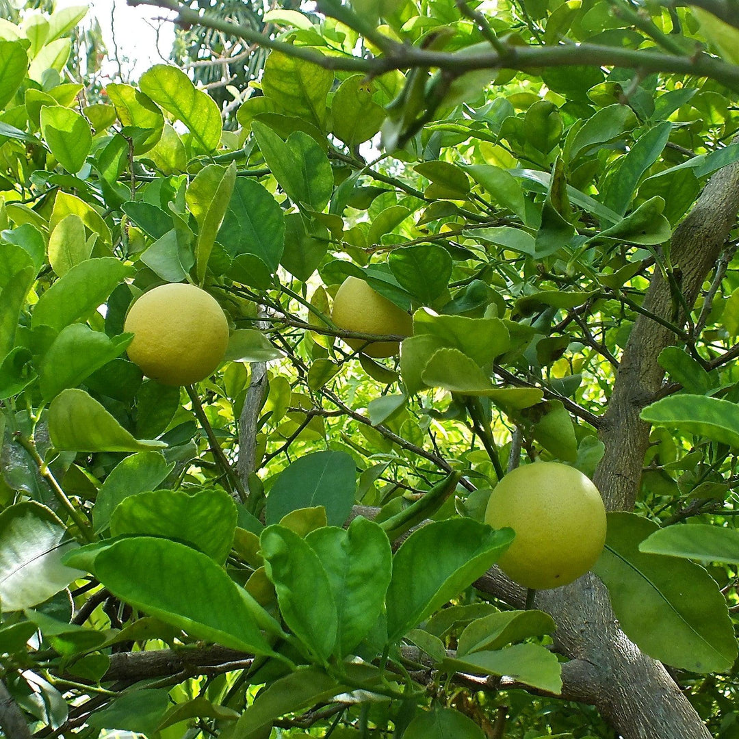 Citrus x aurantiifolia ~ Mexican Lime, Key Lime-ServeScape