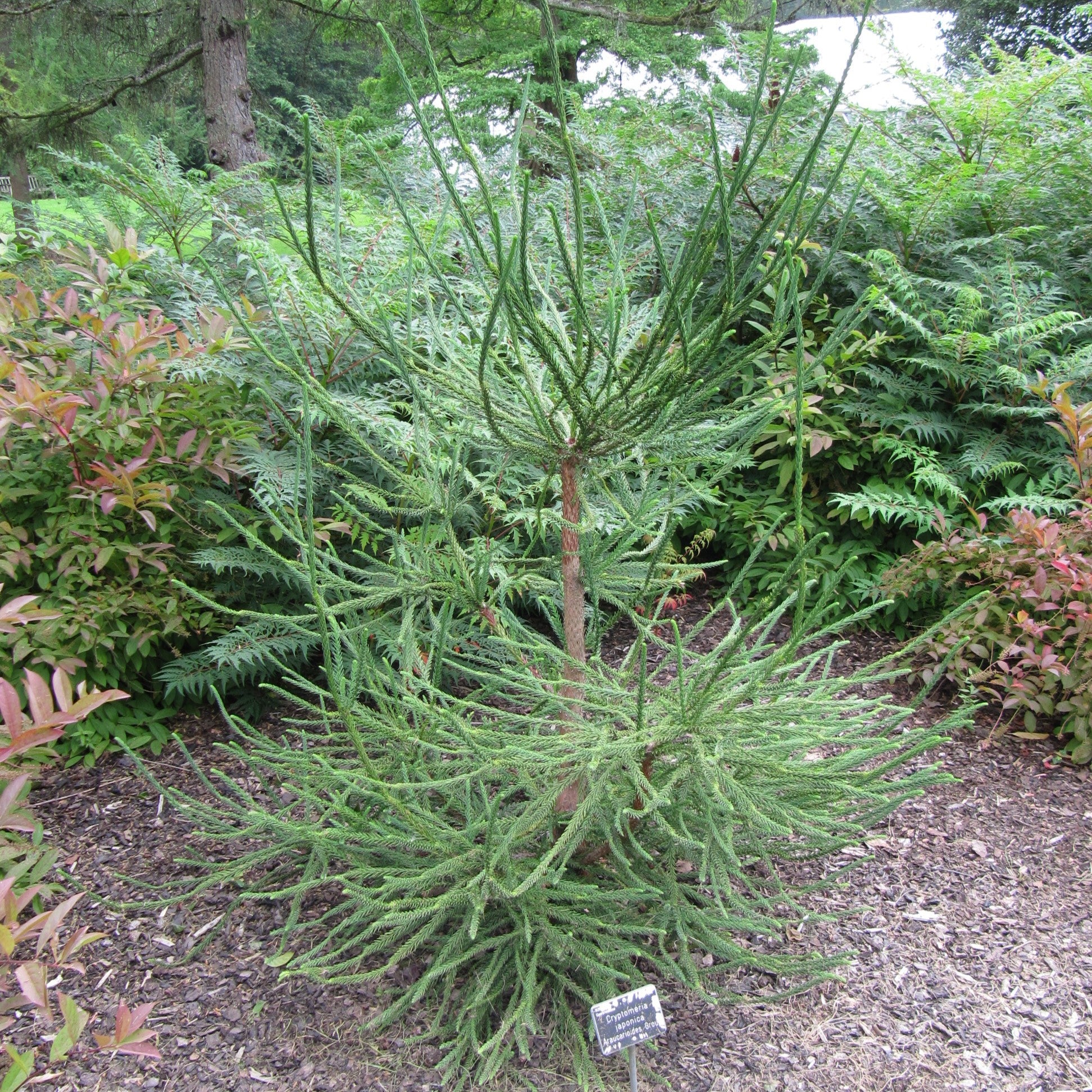 Cryptomeria japonica 'Araucarioides' ~ Snake Branch Japanese Cedar ...