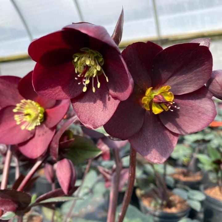 Helleborus x glandorfensis 'Ice 'N' Roses Merlot' PP31,181 ~ HGC® Ice N' Roses Merlot Lenten Rose-ServeScape