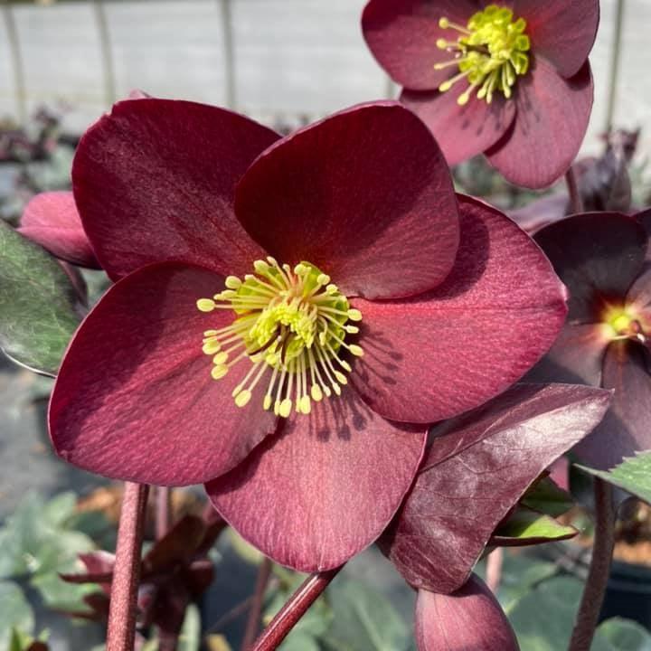 Helleborus x glandorfensis 'Ice 'N' Roses Merlot' PP31,181 ~ HGC® Ice N' Roses Merlot Lenten Rose-ServeScape