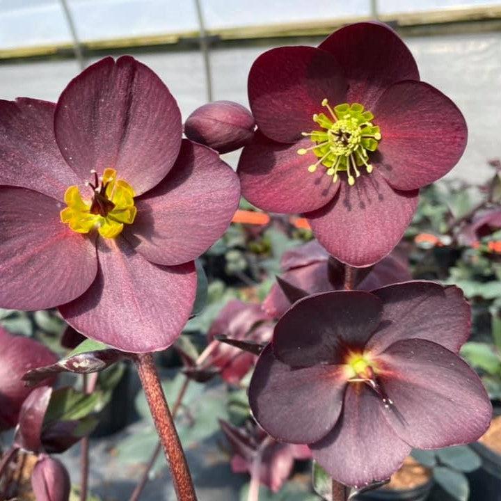 Helleborus x glandorfensis 'Ice 'N' Roses Merlot' PP31,181 ~ HGC® Ice N' Roses Merlot Lenten Rose-ServeScape