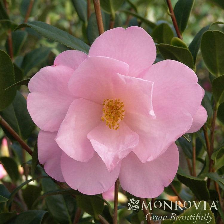 Camellia japonica 'Taylor's Perfection' ~ Monrovia® Taylor's Perfection Camellia-ServeScape