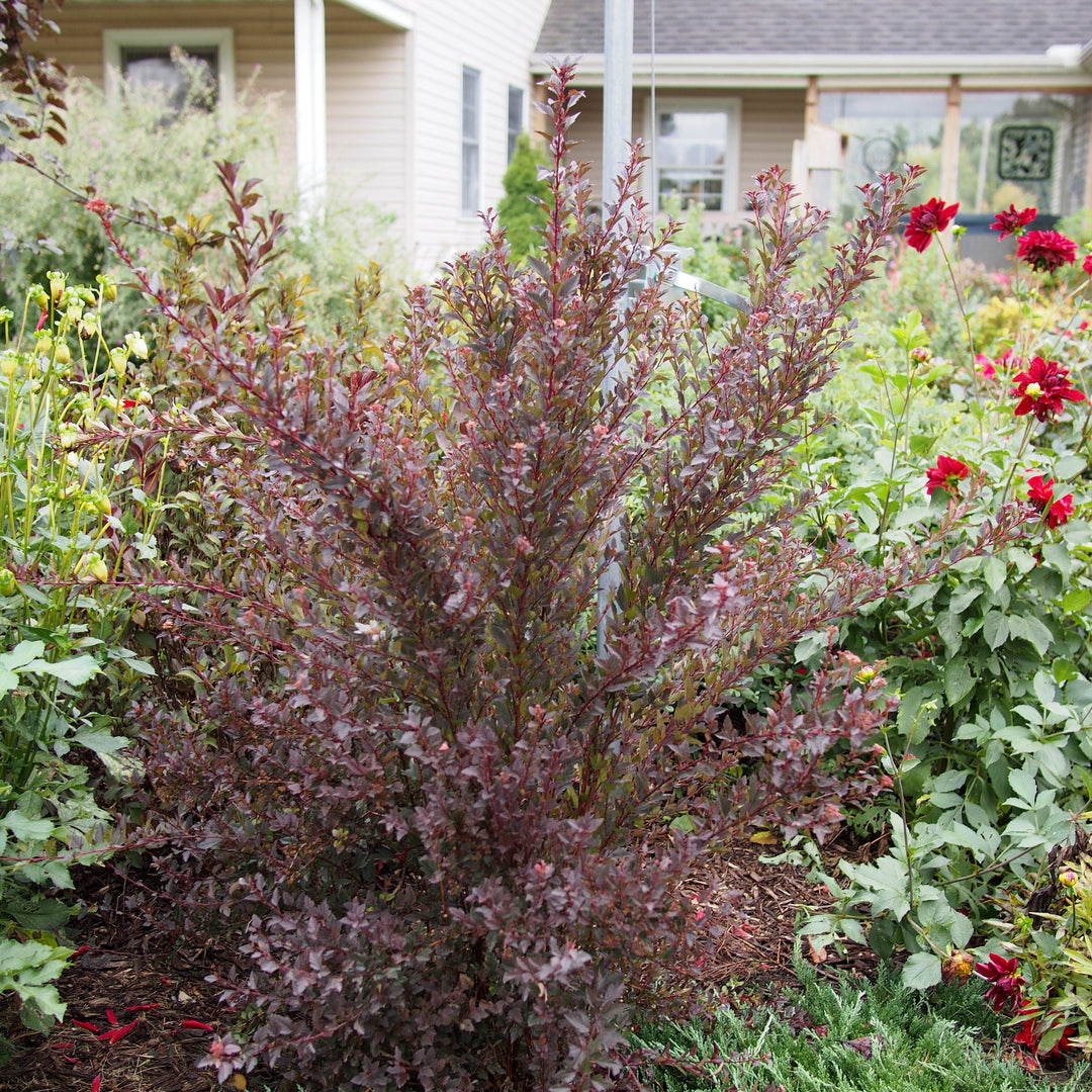 Physocarpus opulifolius 'Donna May' ~ Little Devil™ Ninebark-ServeScape