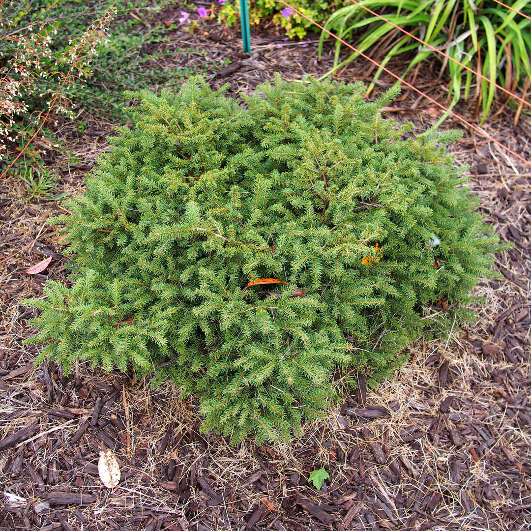 Picea abies 'Nidiformis' ~ Bird's Nest Spruce-ServeScape