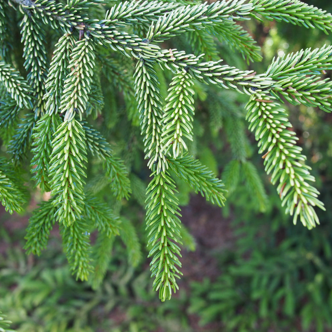 Picea orientalis 'Skylands' ~ Skylands Oriental Spruce-ServeScape