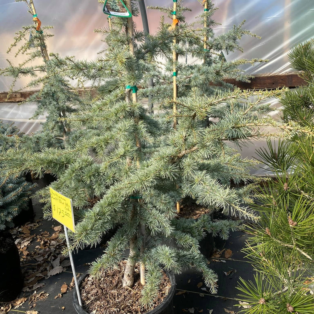 Cedrus atlantica 'Horstmann' ~ Horstmann Blue Atlas Cedar-ServeScape