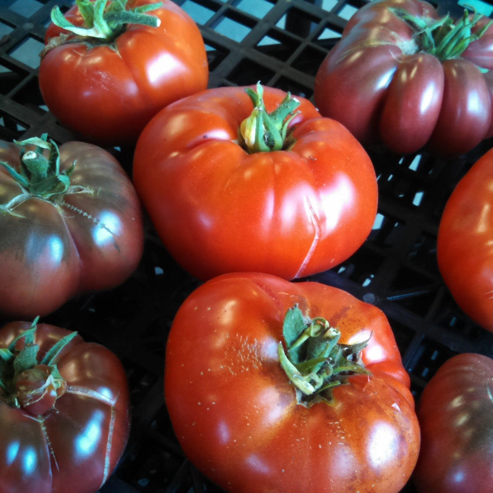 Solanum lycopersicum 'Brandywine' ~ Brandywine Tomato-ServeScape