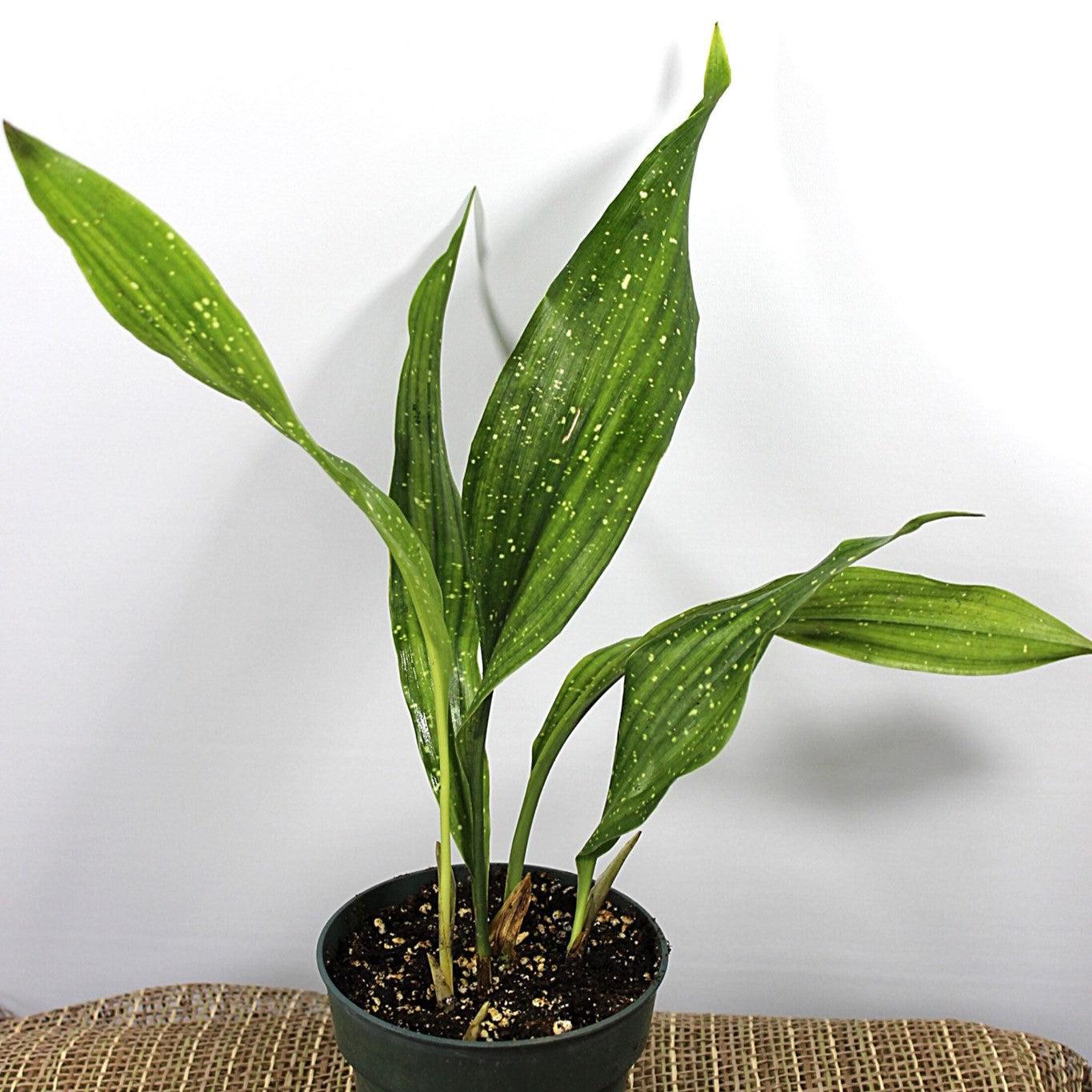 Aspidistra elatior 'Milky Way' ~ Milky Way Cast Iron Plant-ServeScape