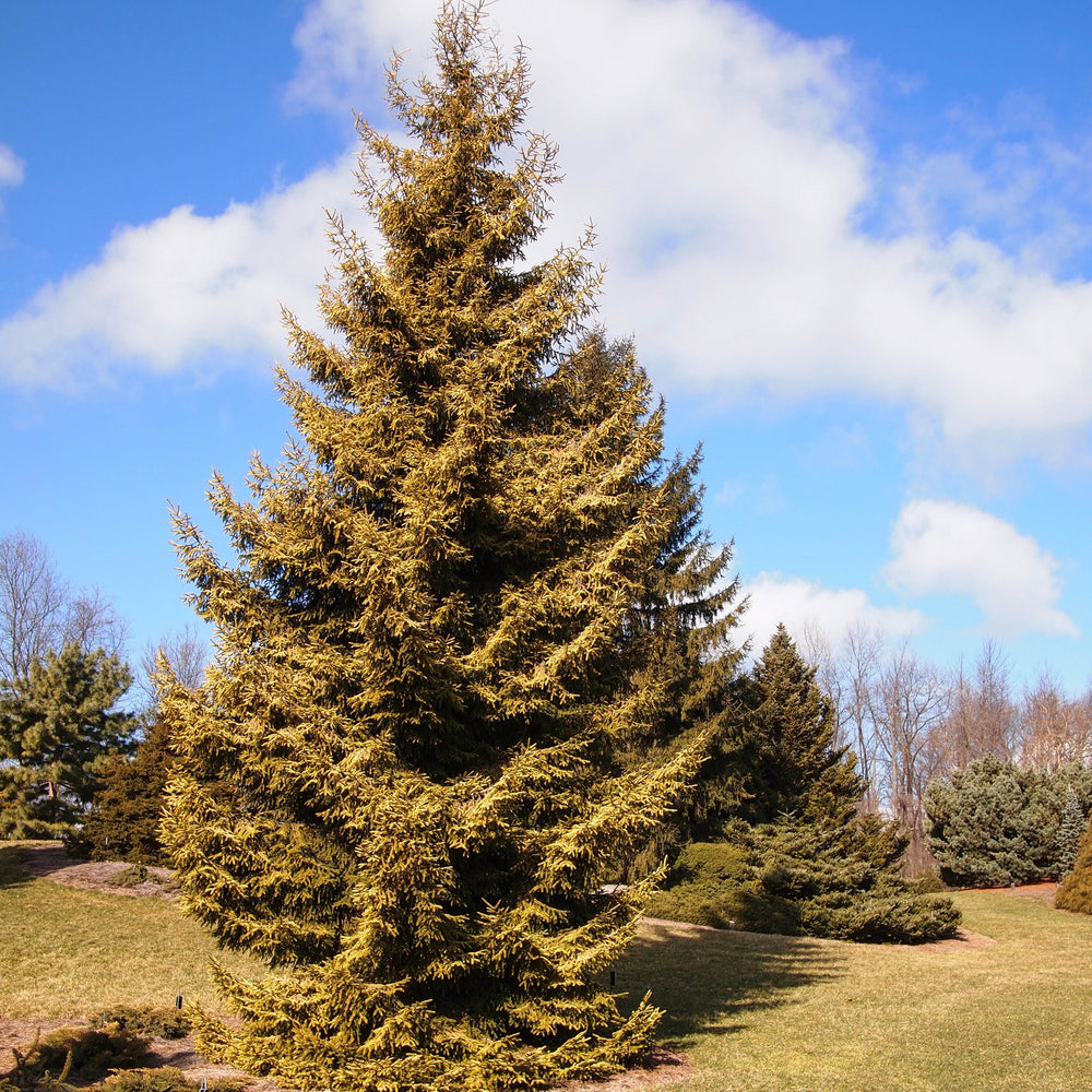 Picea orientalis 'Skylands' ~ Skylands Oriental Spruce-ServeScape