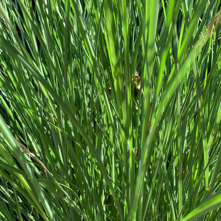 Miscanthus sinensis 'Gracillimus' ~ Maiden Grass-ServeScape