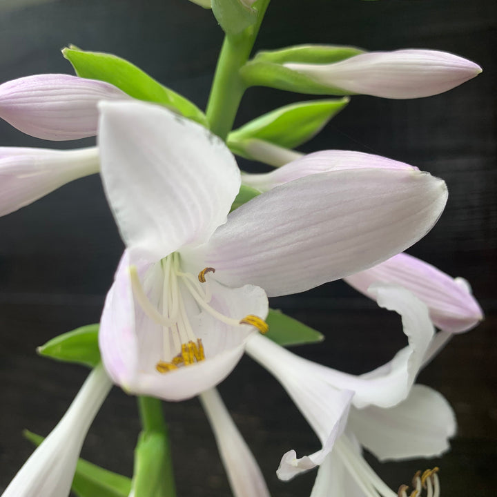 Hosta 'Guacamole' ~ Guacamole Hosta-ServeScape