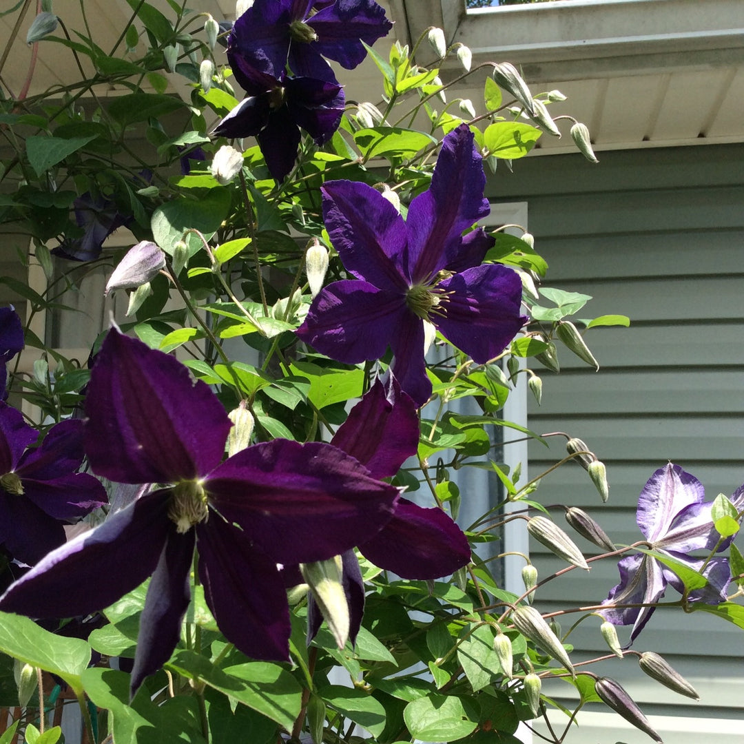 Clematis 'Jackmanii Superba' ~ Jackmanii Superba Clematis-ServeScape