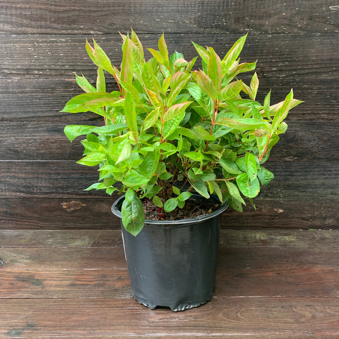 Weigela florida 'Wings of Fire' ~ Wings of Fire Weigela-ServeScape