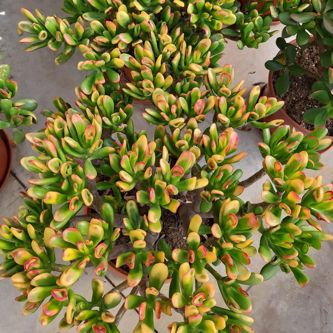 Crassula ovata ‘Tricolor Hobbit’ ~ Tricolor Hobbit Horntree, Jade Plant-ServeScape