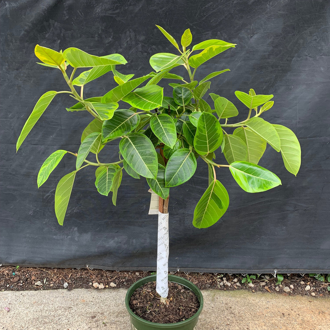 Ficus altissima 'Variegata' ~ Monrovia® Council Tree, Lofty Fig-ServeScape