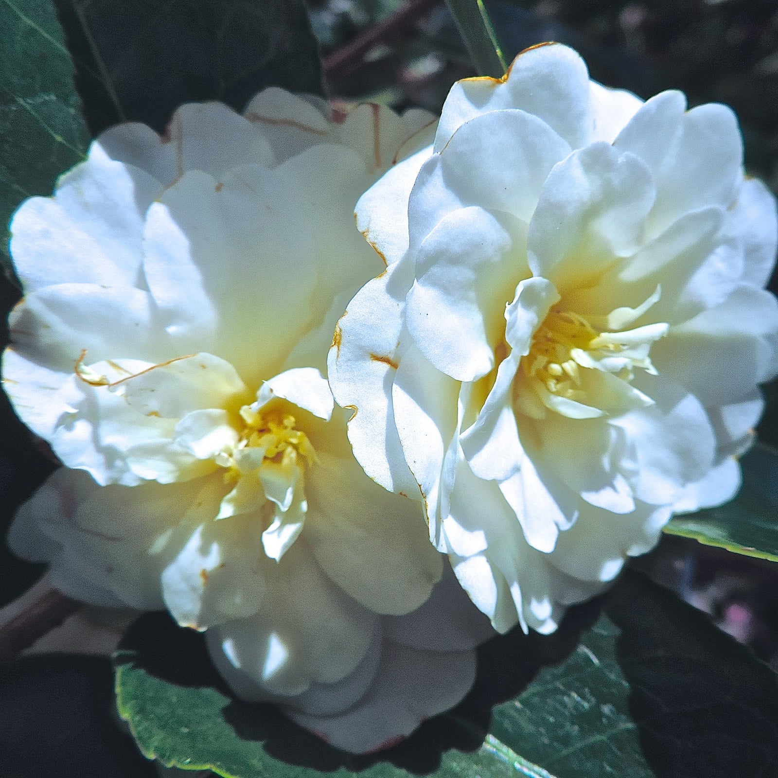 Camellia x 'Buttermint' ~ Buttermint Camellia-ServeScape