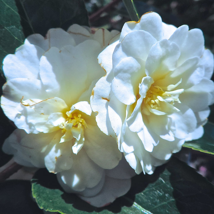Camellia x 'Buttermint' ~ Buttermint Camellia-ServeScape