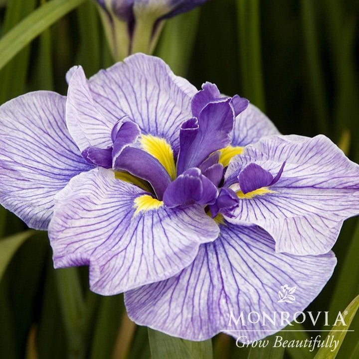 Iris ensata 'Butterflies in Flight' ~ Monrovia® Butterflies in Flight Japanese Iris-ServeScape