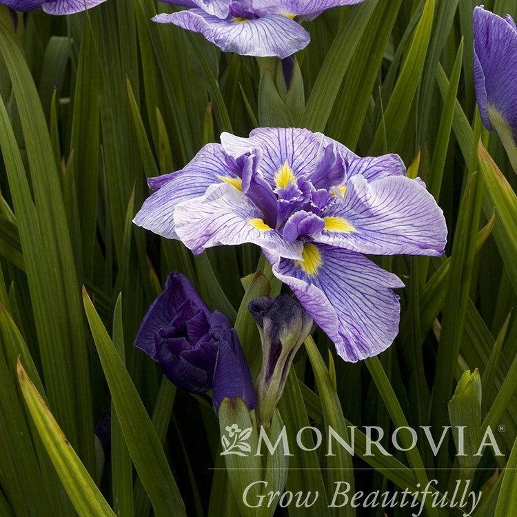 Iris ensata 'Butterflies in Flight' ~ Monrovia® Butterflies in Flight Japanese Iris-ServeScape