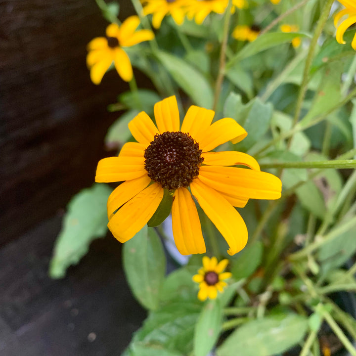 Rudbeckia fulgida 'Goldsturm' ~ Black-Eyed Susan-ServeScape