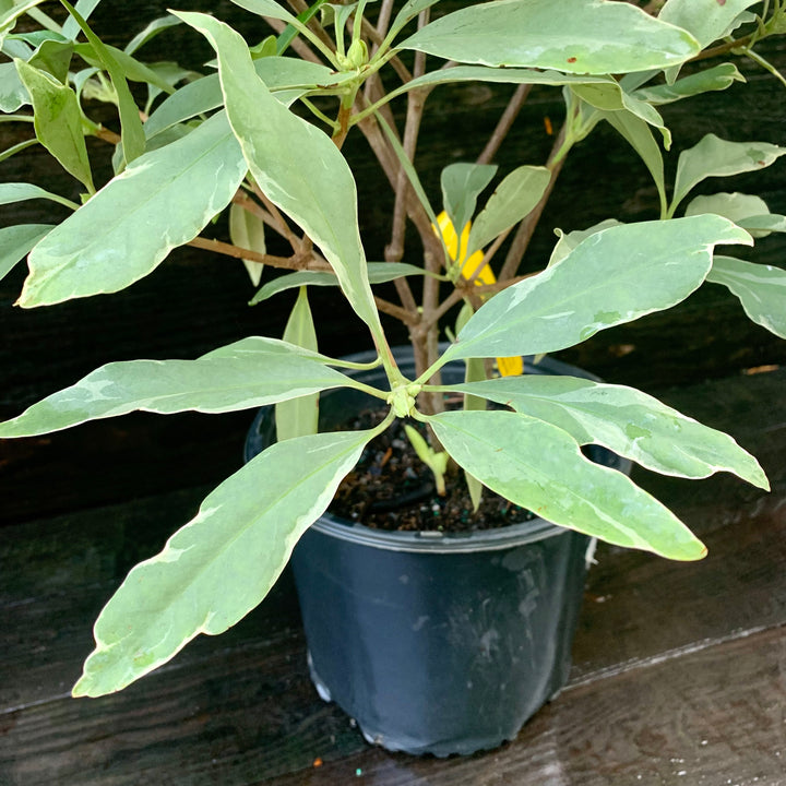 Illicium floridanum 'Grey Ghost' ~ Grey Ghost Anise-ServeScape