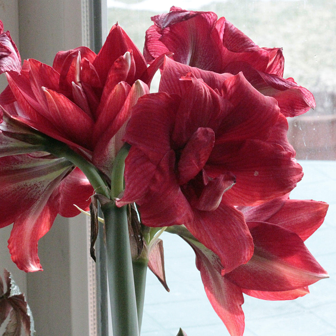 ~ Amaryllis, Assorted Colors-ServeScape