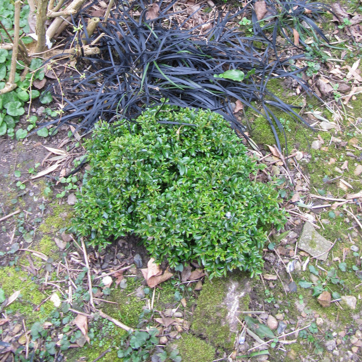 Buxus microphylla 'Grace Hendrick Phillips' ~ Grace Hendrick Phillips Boxwood-ServeScape