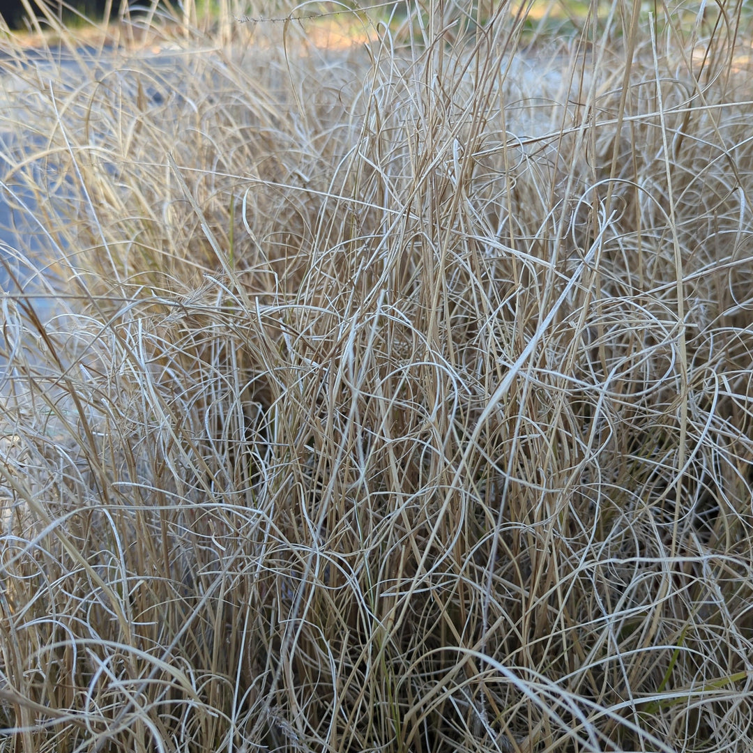 Pennisetum alopecuroides 'Hameln ~ Monrovia® Hameln Fountain Grass-ServeScape