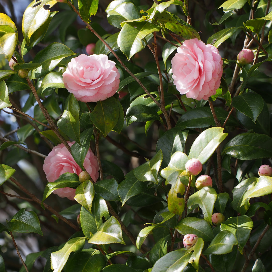 Camellia japonica 'Lisa Beasley' ~ Lisa Beasley Camellia-ServeScape