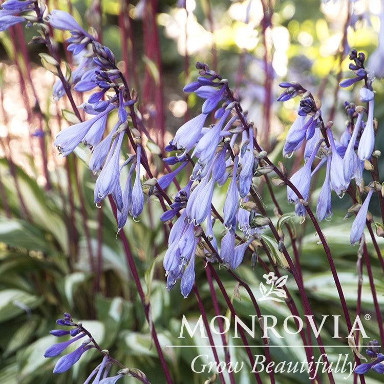 Hosta x 'Cherry Berry' ~ Monrovia® Cherry Berry Hosta-ServeScape