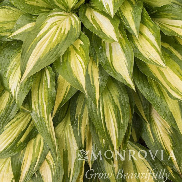 Hosta x 'Cherry Berry' ~ Monrovia® Cherry Berry Hosta-ServeScape