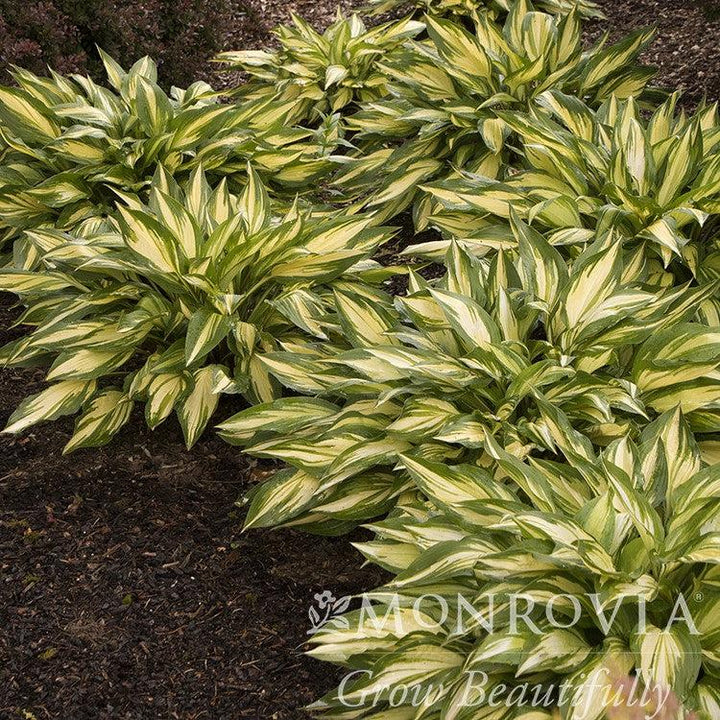 Hosta x 'Cherry Berry' ~ Monrovia® Cherry Berry Hosta-ServeScape