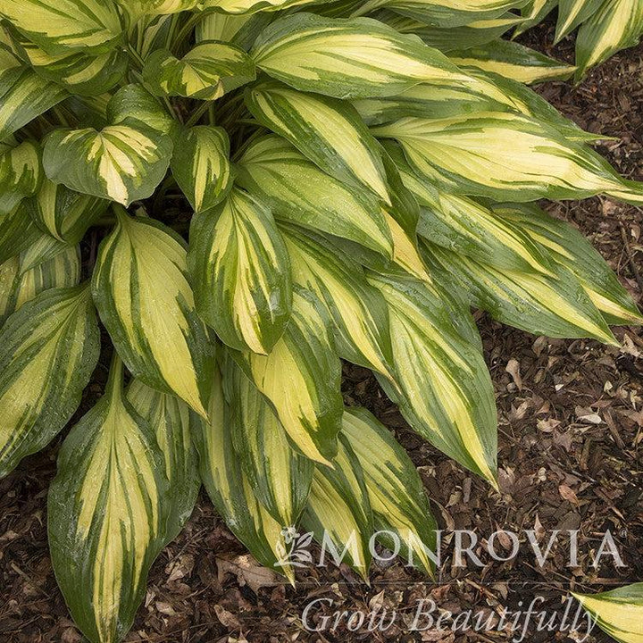 Hosta x 'Cherry Berry' ~ Monrovia® Cherry Berry Hosta-ServeScape