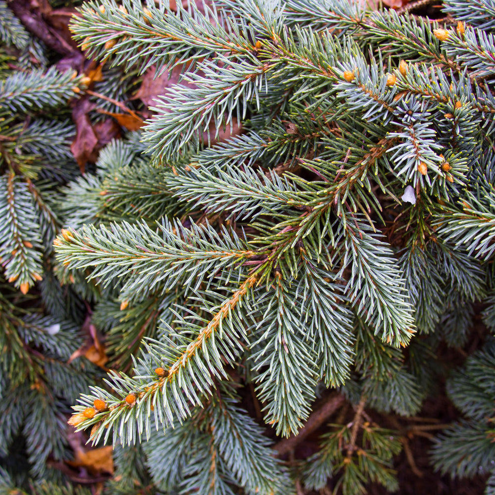 Picea pungens 'The Blues' ~ The Blues Blue Spruce-ServeScape