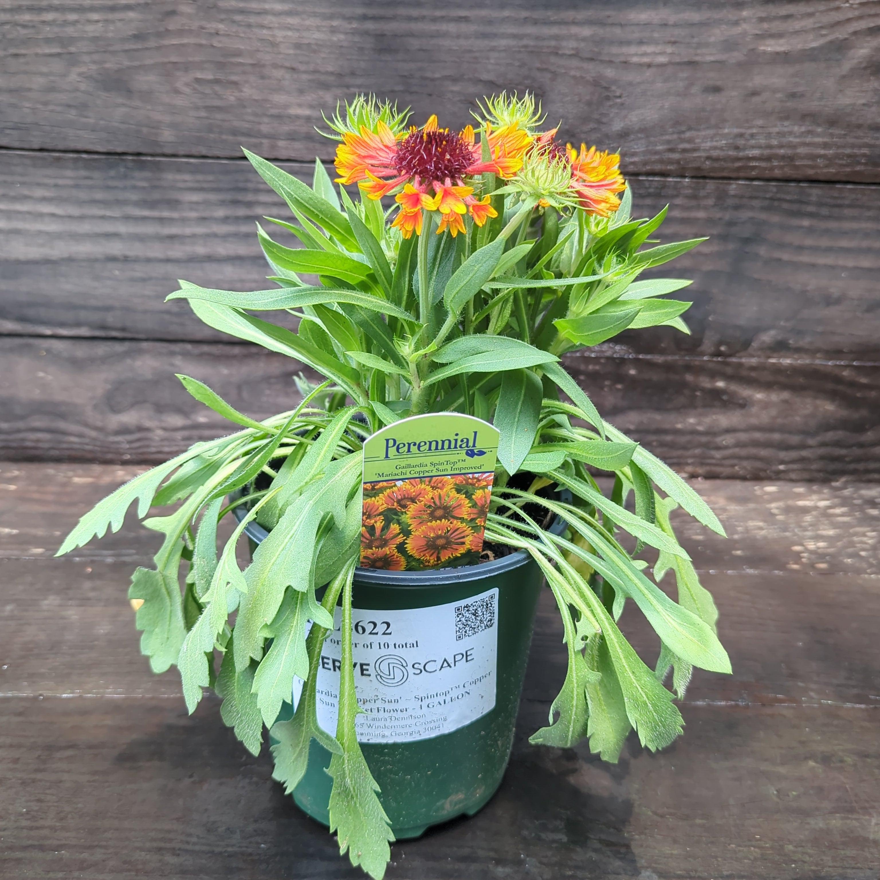 Spintop copper sun online blanket flower